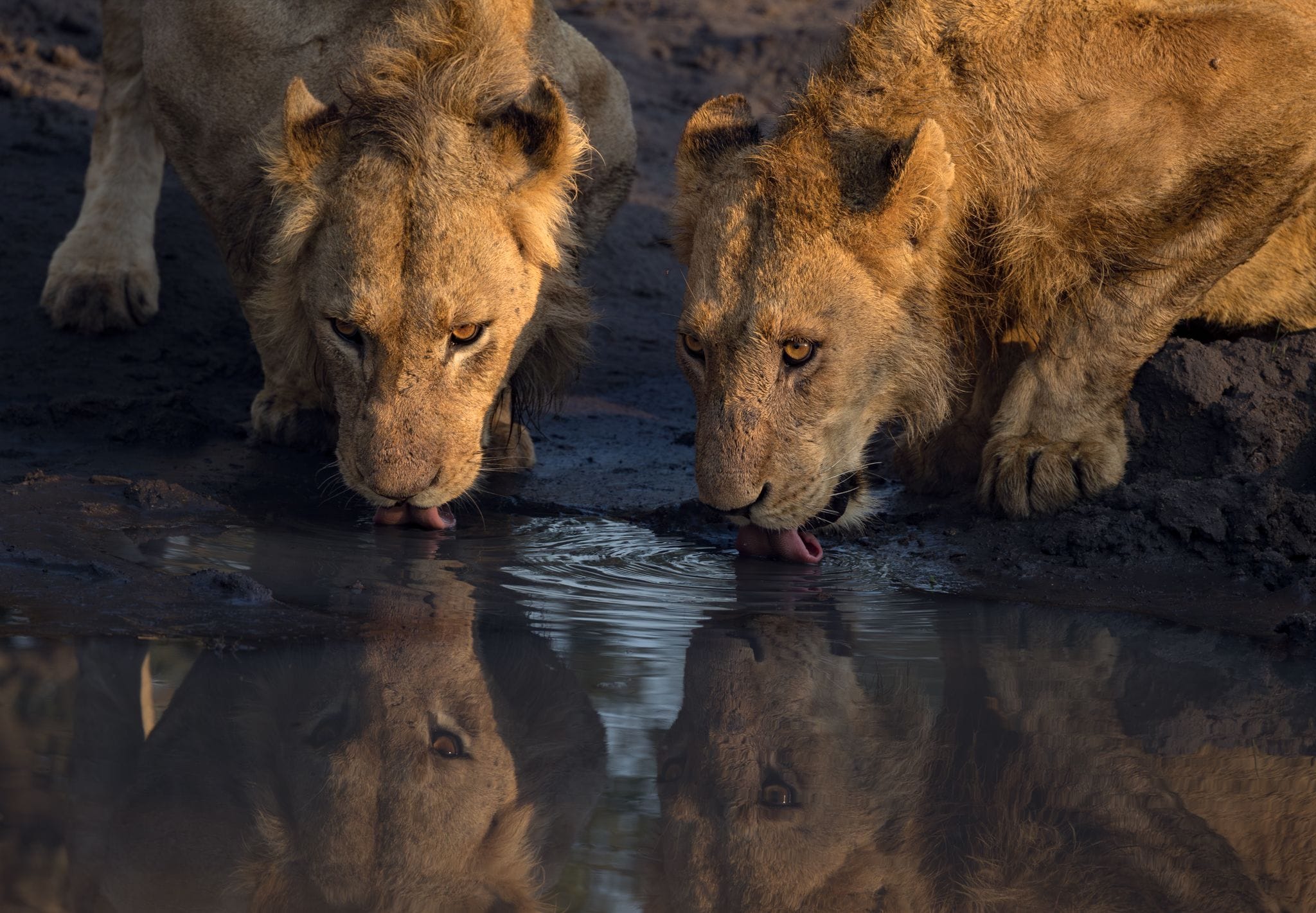 Khensani Lions