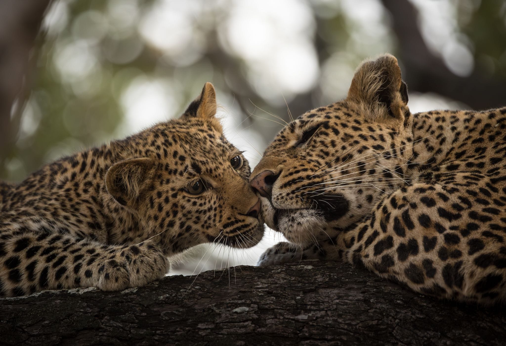 Leopard and her cub