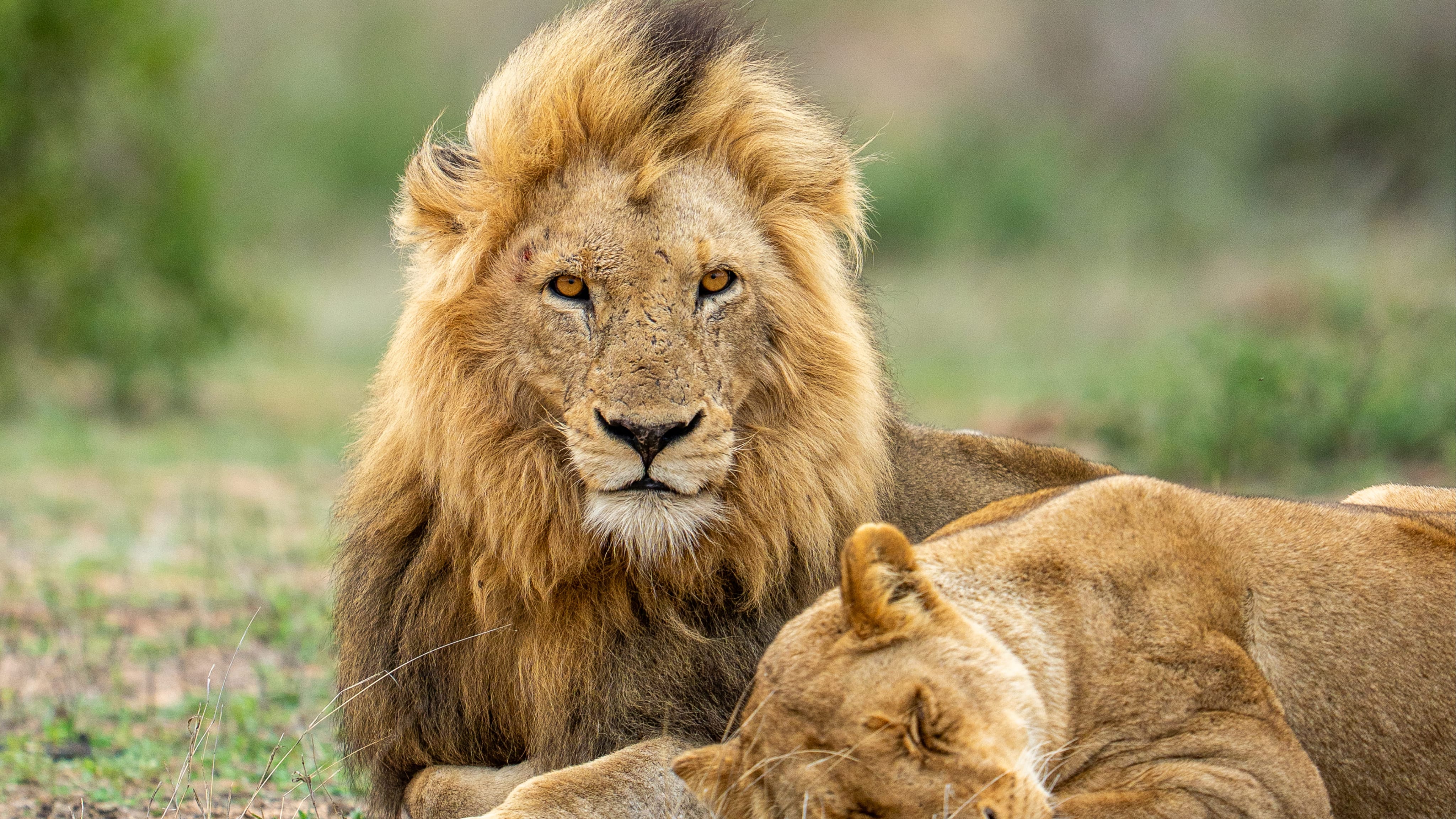 portrait of fierce male lion