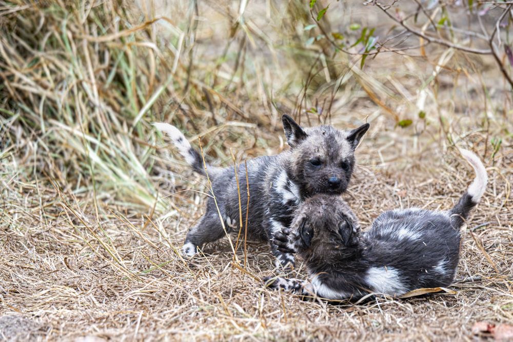 Wild Dog Pups Playing Sabi Sand Region