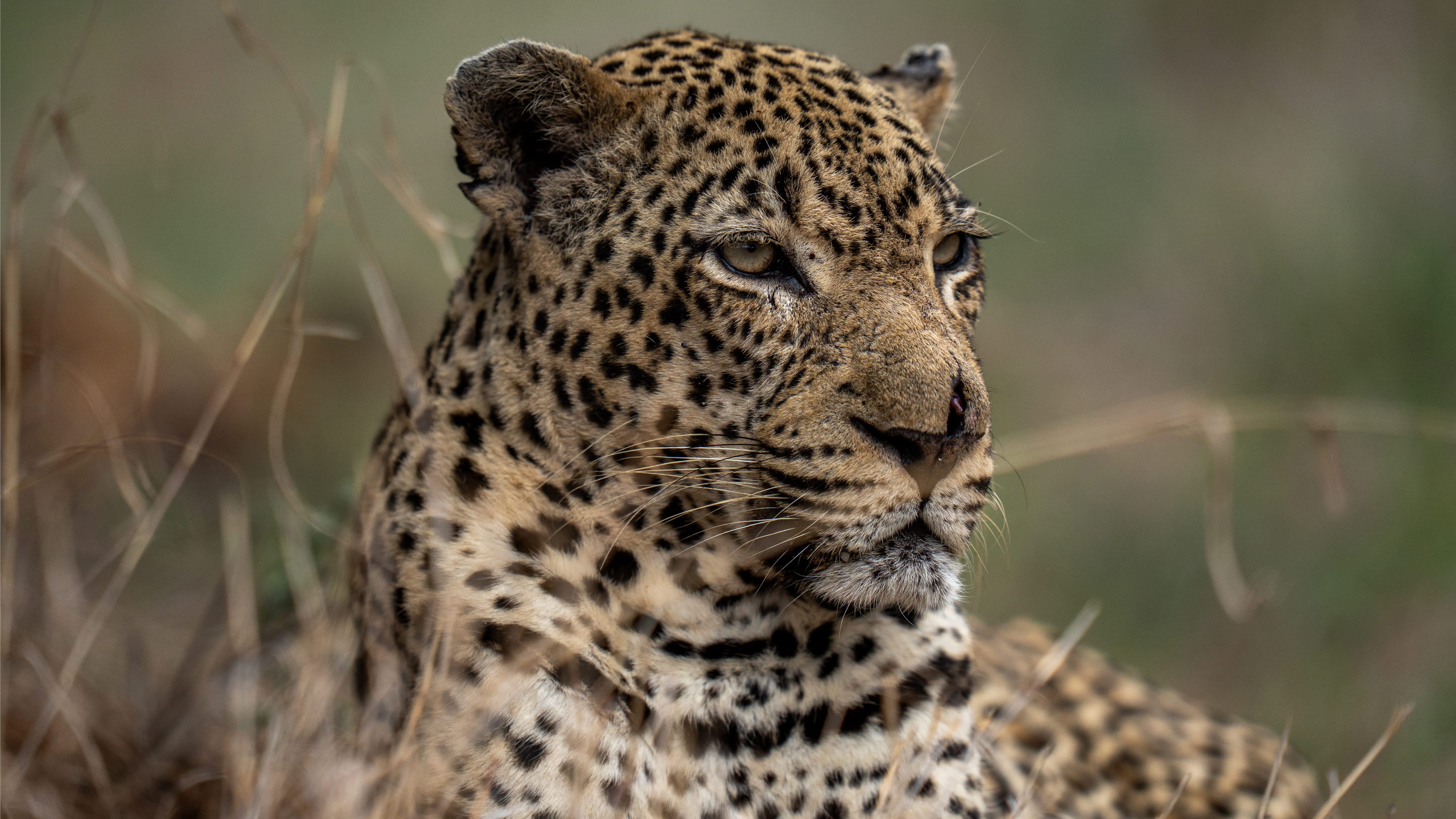 Leopard Portrait