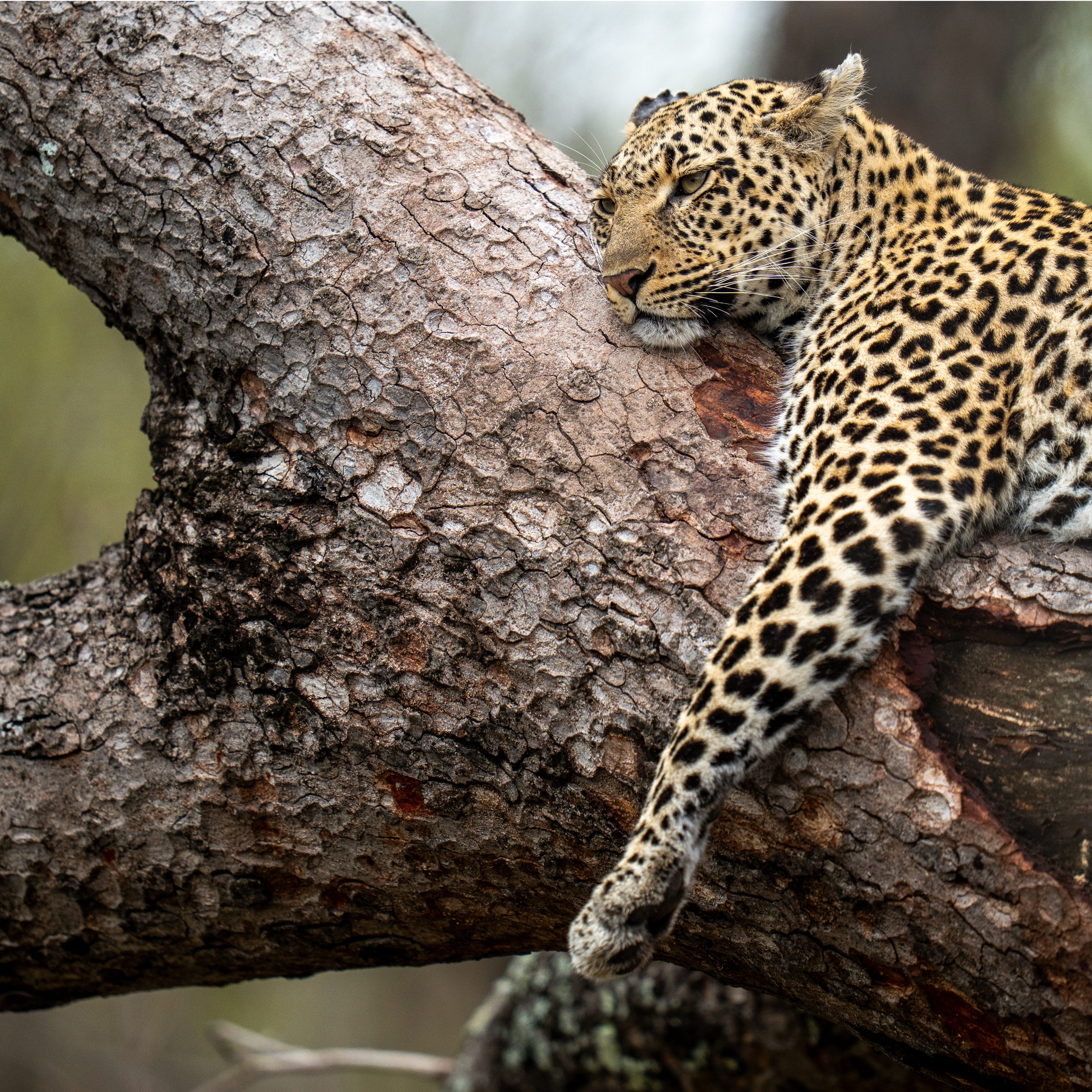 leopard relaxing in three