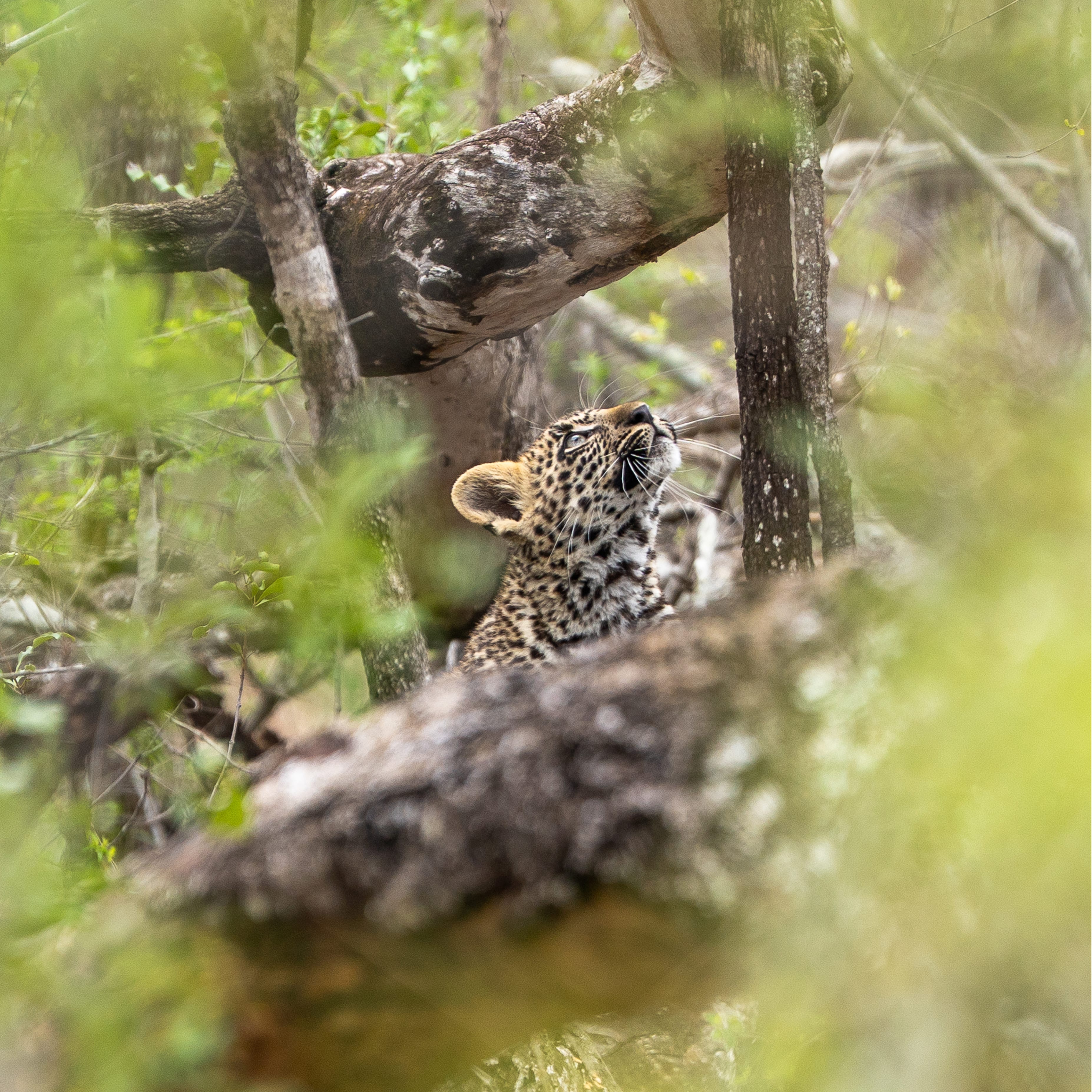 Baby Emsagweni Female nestled in tress