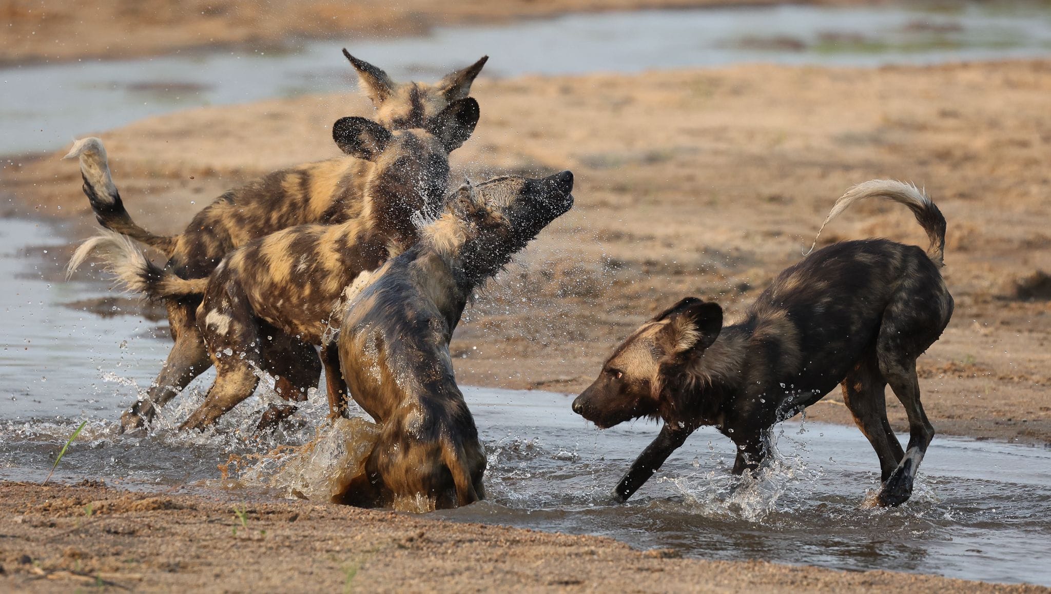 Wild dogs Khensani River Lodge