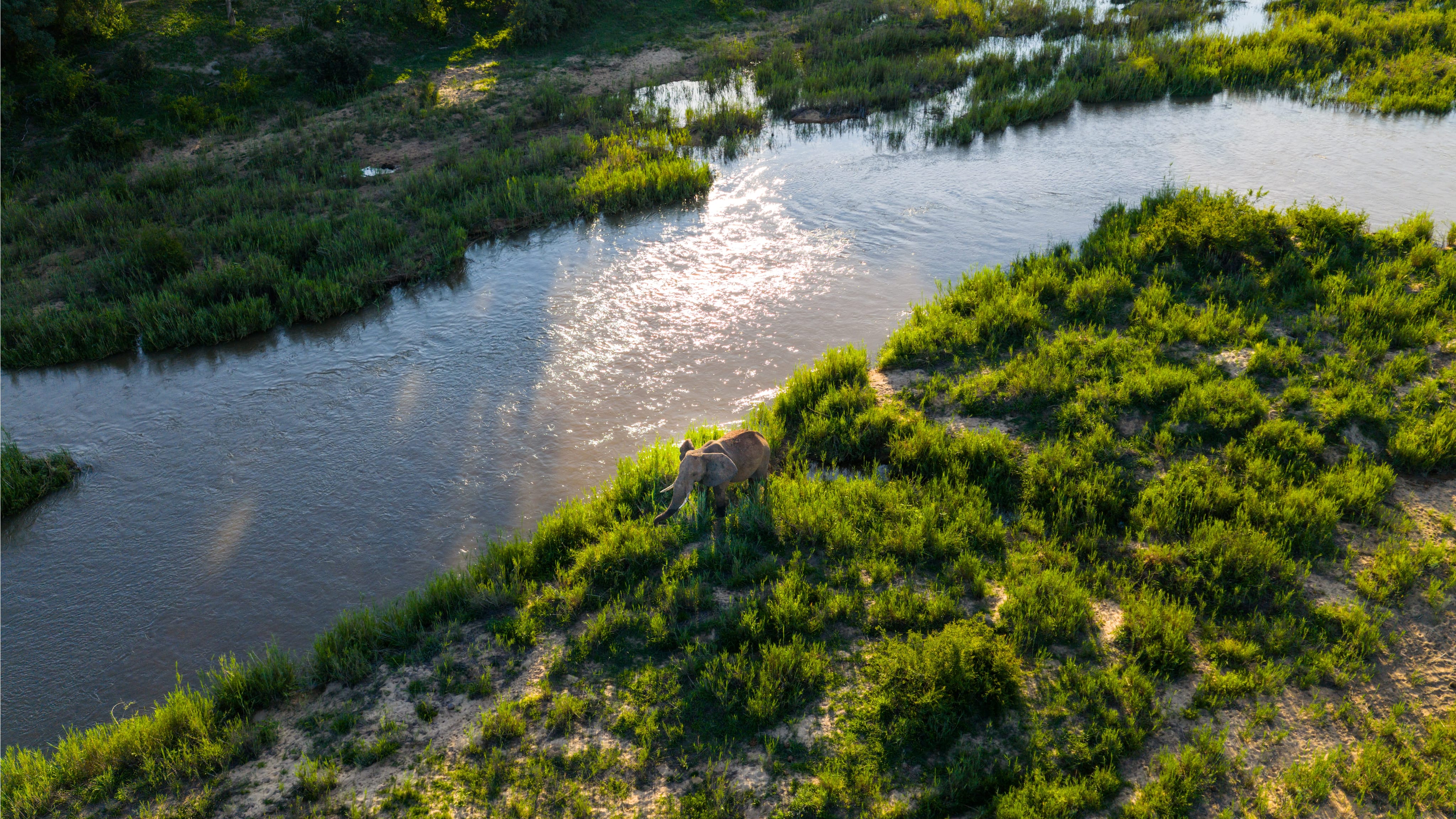 Elephant next to river