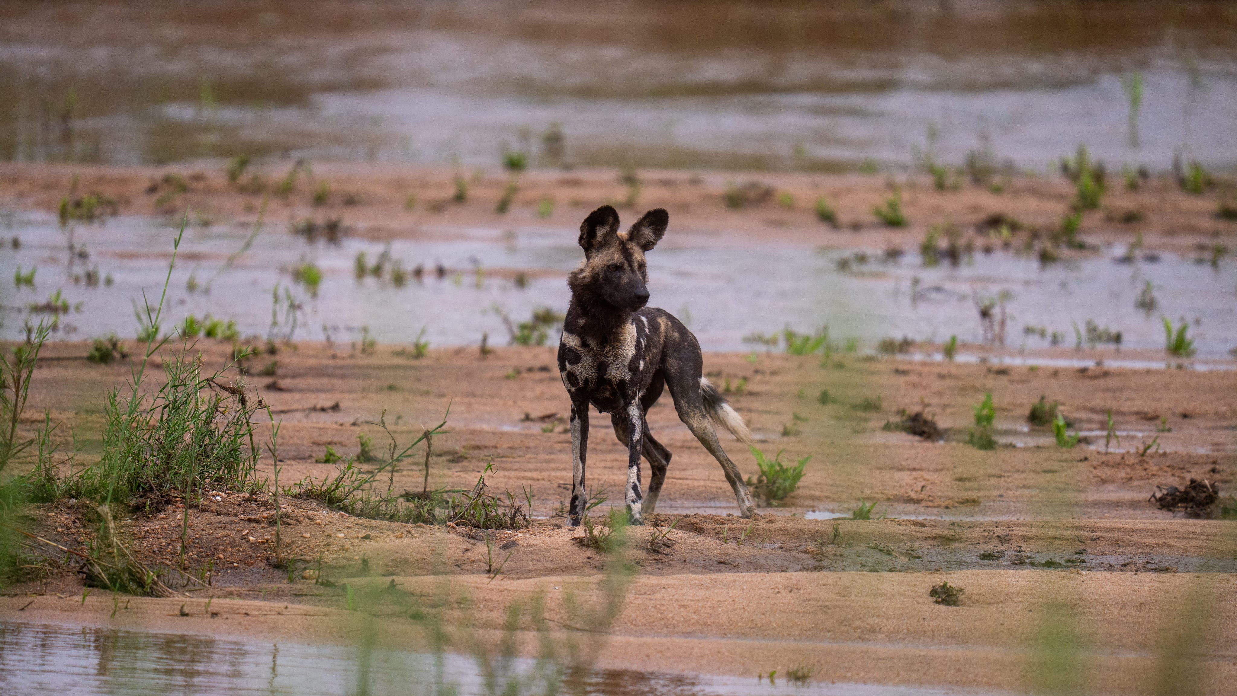 Cape hunting dog seeking prey