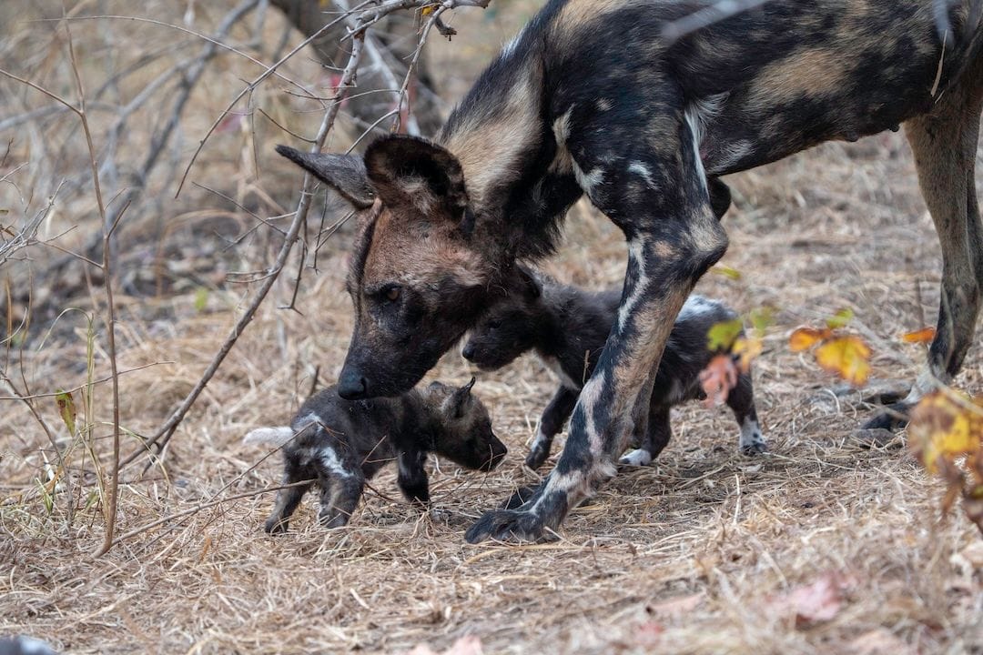 Painted dog at Tengile MalaMala Collection