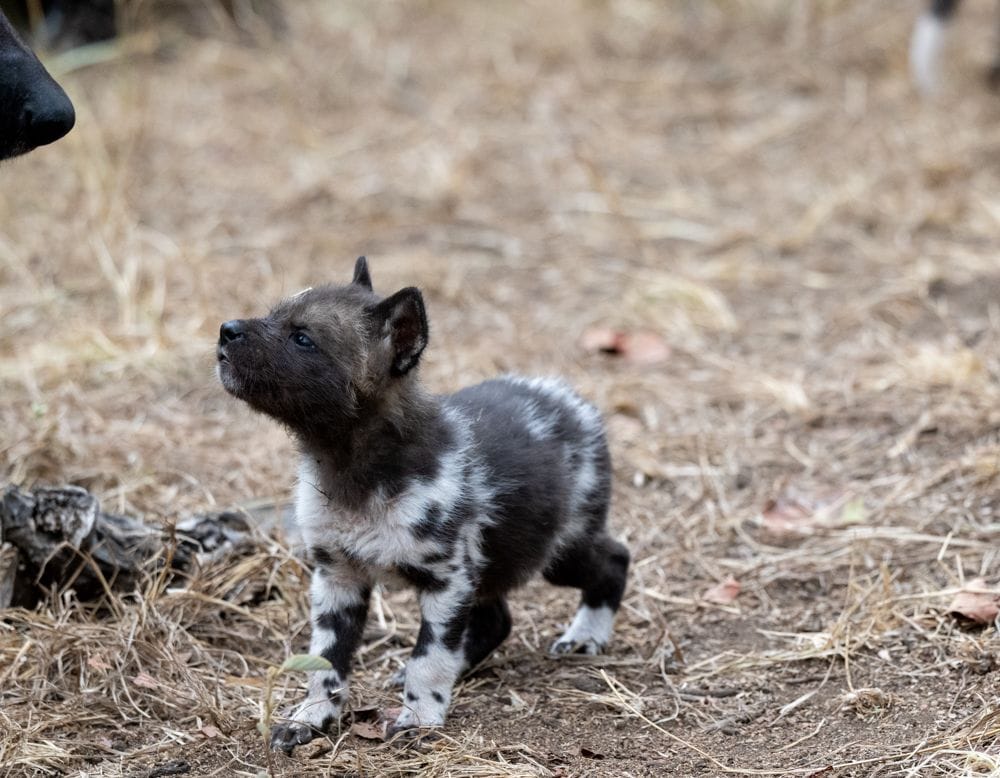 Lone painted dog pup