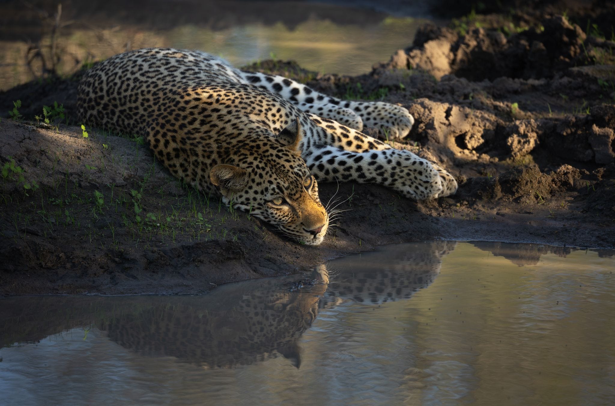 Leopard at Tengile MalaMala Collection