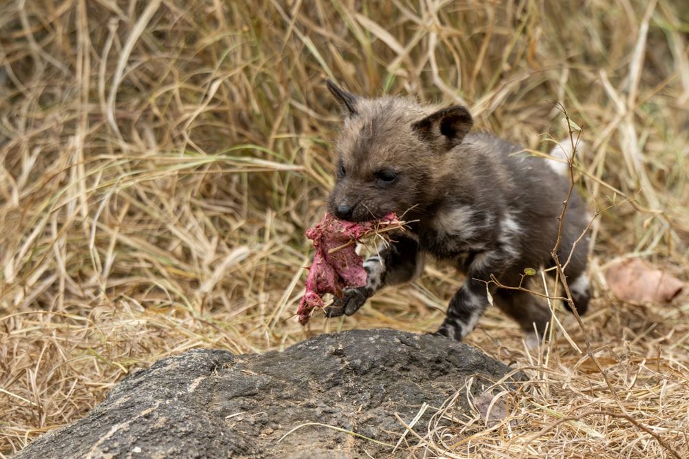 Painted dog pups at work Sabi Sand Region