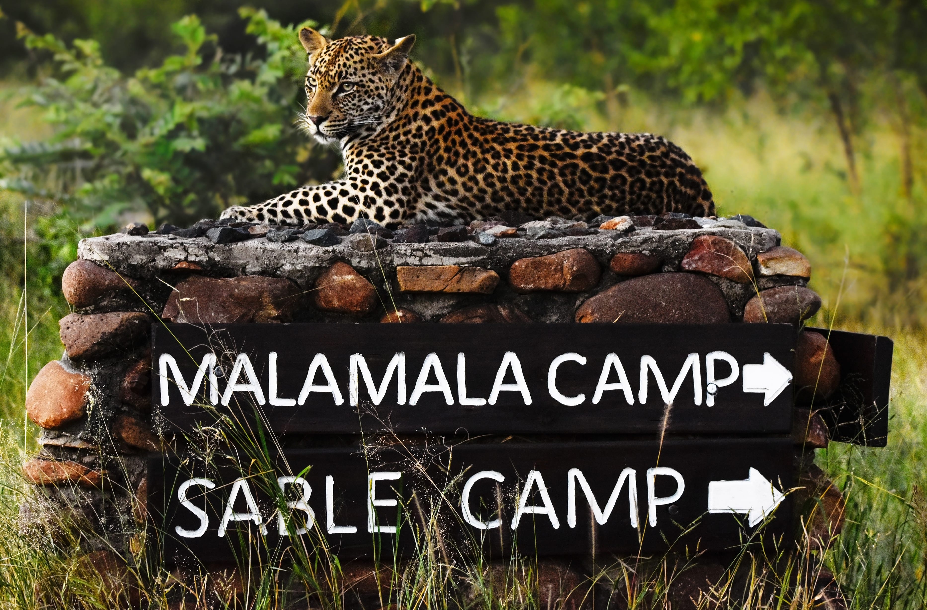 MalaMala and Sable