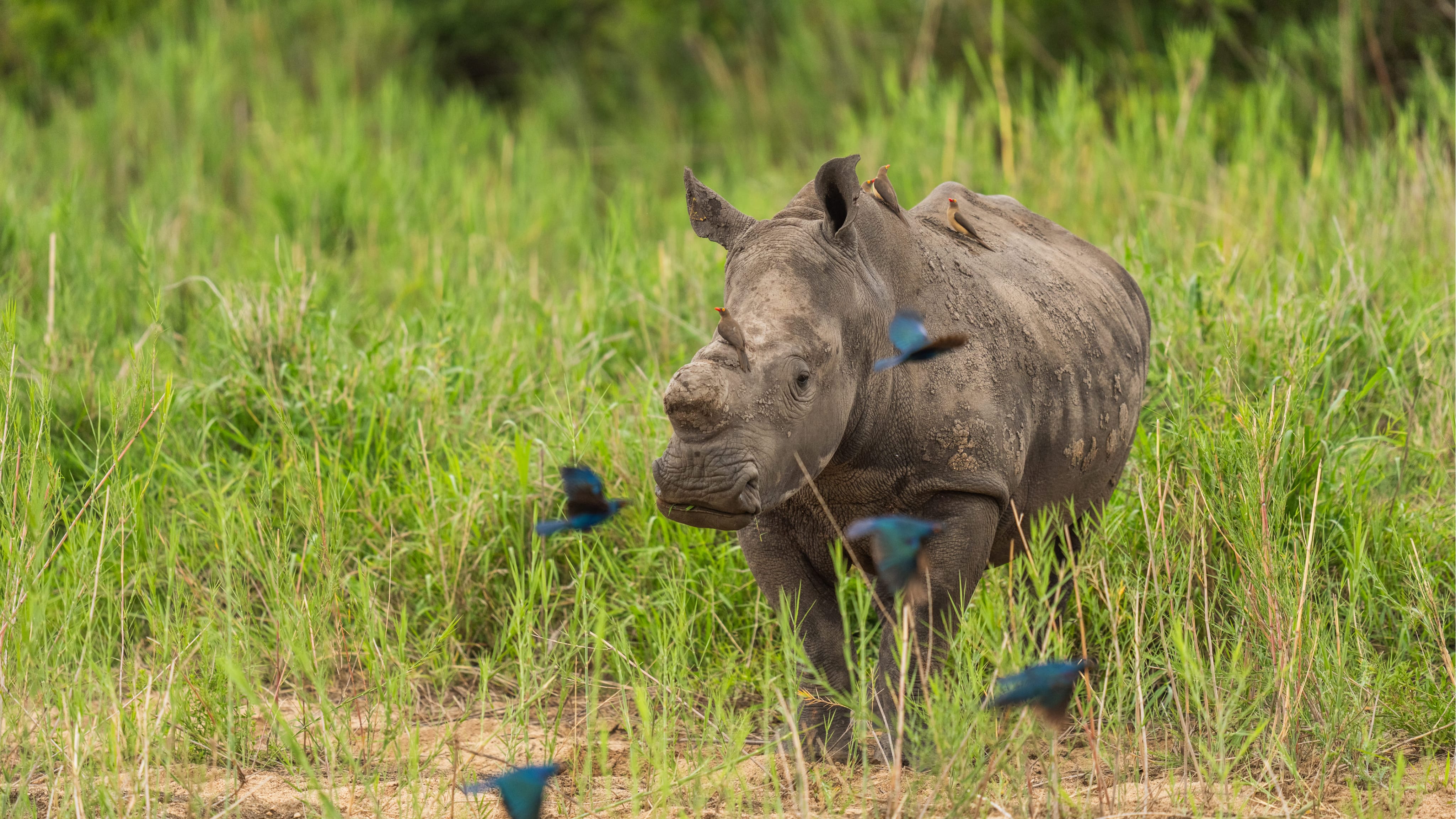 dehorned rhino amongst birds