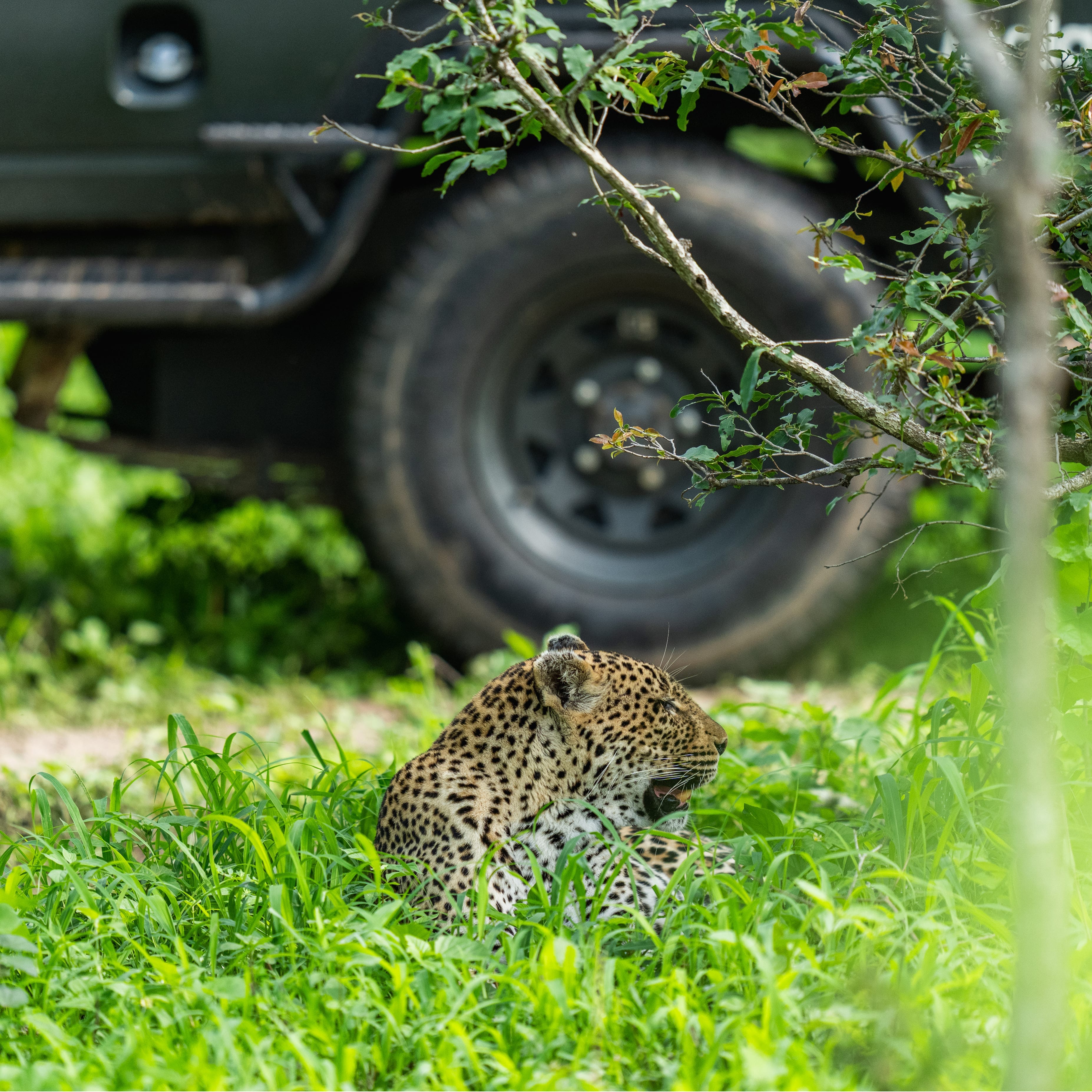 leoperd relaxing in grass next to game vehicle