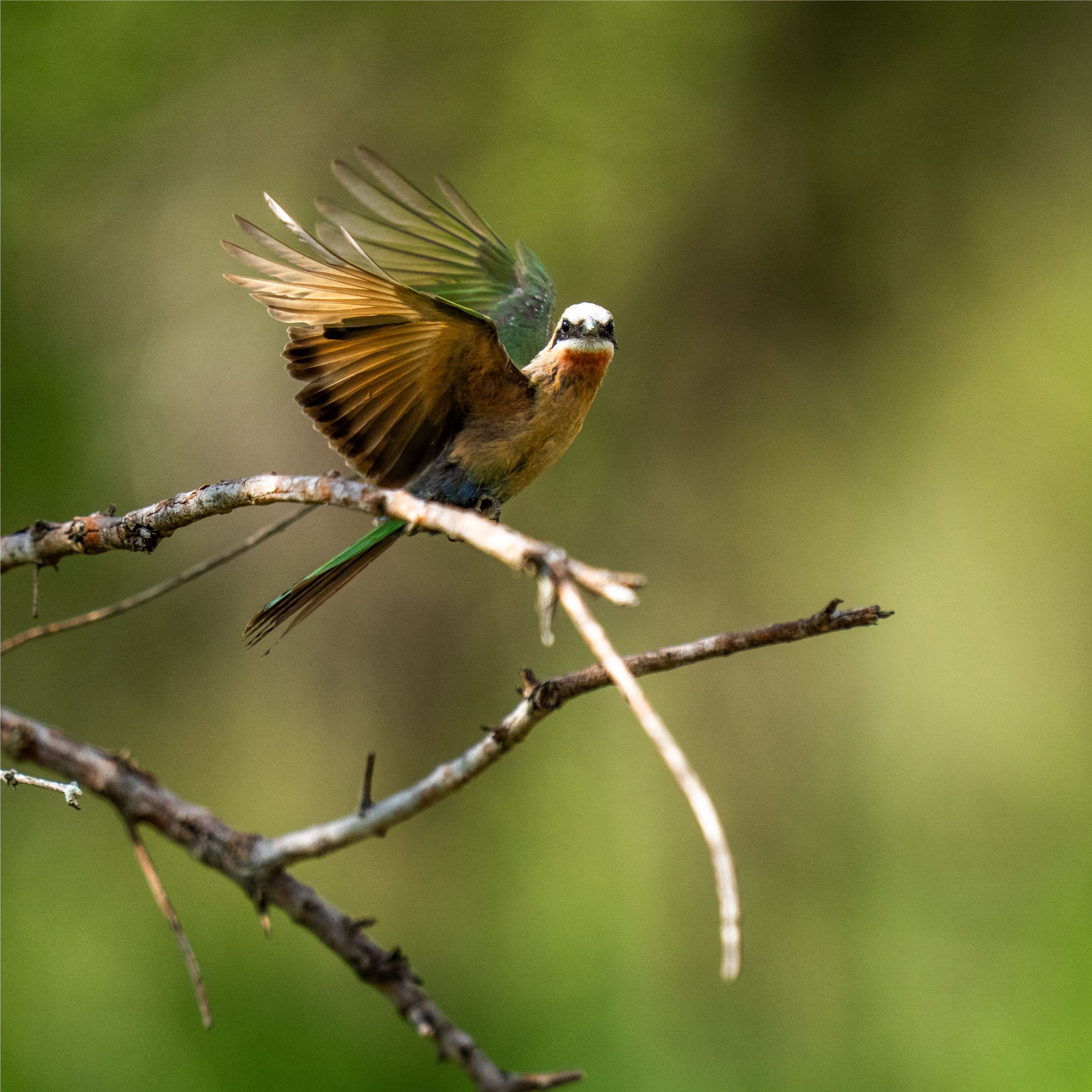 Hummingbird close up