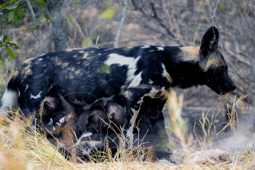 Wild dogs Khensani River Lodge